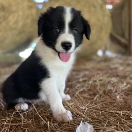Lasko - Black and white male Border Collie puppy in Surgoinsville, Tennessee from Smokey Mountain Vizslas