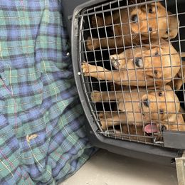 Golden Retriever Puppies from Up Beat Golden's