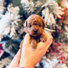 Lumi - Toy Size - Red  female Goldendoodle puppy in Elizabethtown, Kentucky from Reddy Poodles & Doodles