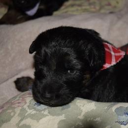 German Shepherd Puppies from Import German Shepherds of Kansas