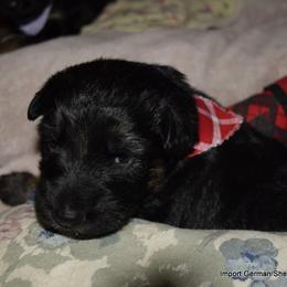German Shepherd Puppies from Import German Shepherds of Kansas