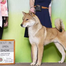Koda - Shikoku