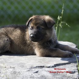 German Shepherd Puppies from 4B Kennels