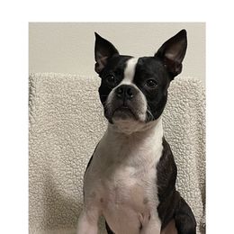 Bandit - Boston Terrier