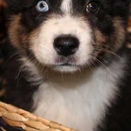 Australian Shepherds from Cassie’s Aussies