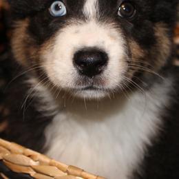 Australian Shepherds from Cassie’s Aussies