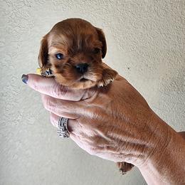 August-yellow collar - Ruby male Cavalier King Charles Spaniel puppy in London, Arkansas from Frosty’s Cavaliers