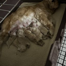 Cocker Spaniel Puppies from Stephanie Herrmann
