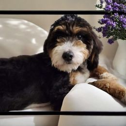 Gema - Bernedoodle