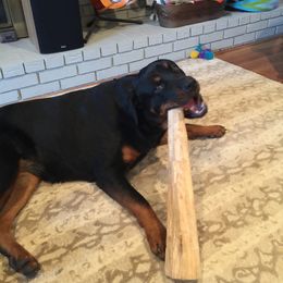 Rottweiler All Grown Up from Sweetgum Farm