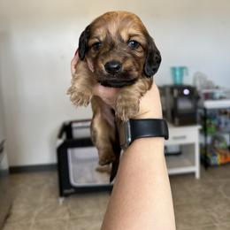 Boy 1 - Sable male Dachshund puppy in Las Animas, Colorado from J&D Dachsies