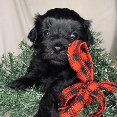 Havana Silk Dog Puppies from Joyful Heart Silks