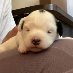 Lowchen Puppies from Potrero Lowchen