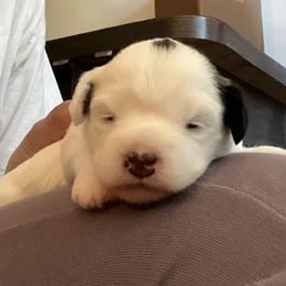 Lowchen Puppies from Potrero Lowchen