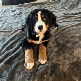 Bernese Mountain Dog Puppies from Lonesome Pine Farm