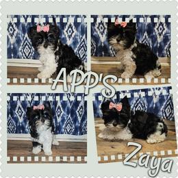 Zaya - Parti female Yorkshire Terrier puppy in Wartburg, Tennessee from Amanda's Precious Pups