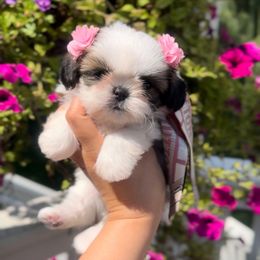 Dolly - Sable and white female Shih Tzu puppy in Frederick, Maryland from Shih Tzu Puppy in Maryland