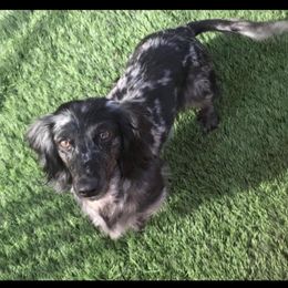 Oreo - Dachshund