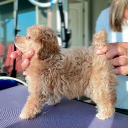 Daisy - Apricot female Poodle puppy in Sperry, Oklahoma from PuppyLove Poodles