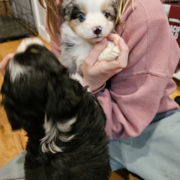 Miniature Australian Shepherd Puppies from Carter's Cuties