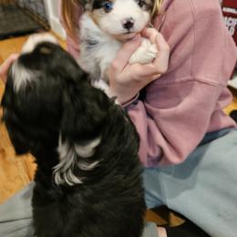 Miniature Australian Shepherd Puppies from Carter's Cuties