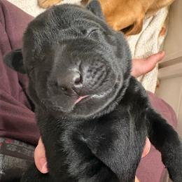 Mr green - Black male Labrador Retriever puppy in Murrieta, California from The Golden Leash Kennels