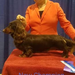 Ari - Dachshund