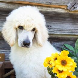 Wave - Cream male Poodle puppy in Greenville, North Carolina from Grace Poodles