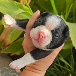 Black White Boy - Black and white male Boston Terrier puppy in Fresno, California from 4 The Love of Boston & Dachshunds