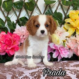 Prada - Blenheim female Cavalier King Charles Spaniel puppy in Hollywood, Florida from World Class Cavaliers