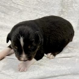 Mitch - Black tri-color male Australian Shepherd puppy in Mount Vernon, Texas from RJ's Aussie Posse