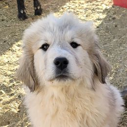 Boy 3 - Colorado Mountain Dog puppy in Chino Valley, Arizona from Big Sky Acres