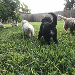 Goldendoodle and Bearded Retriever Puppies from Emma Lee Doodles