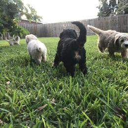 Goldendoodle and Bearded Retriever Puppies from Emma Lee Doodles
