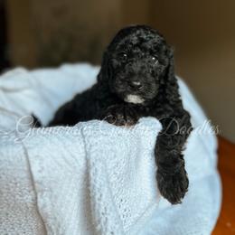 Goldendoodle Puppies from Glamorous Golden Doodles