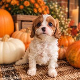 Allie - Blenheim female Cavapoo puppy in Van Alstyne, Texas from Home Grown Puppies