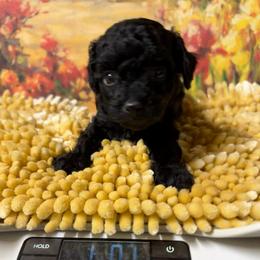Caleb - Black male Poodle puppy in Lawrenceburg, Tennessee from LUV Poodles and Maltipoos