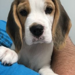 Diva - Beagle puppy in Leavenworth, Kansas from Richmark Beagles