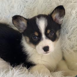 Milo - White and black male Pembroke Welsh Corgi puppy in Morton, Mississippi from Southern Magnolia Corgis