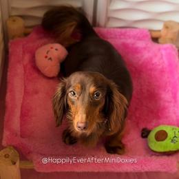 V - Dachshund