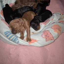 Cavapoo puppies from Doo a Little Doodle