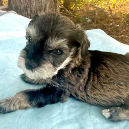 Danny - Salt and pepper male Miniature Schnauzer puppy in Comanche, Texas from Circle R