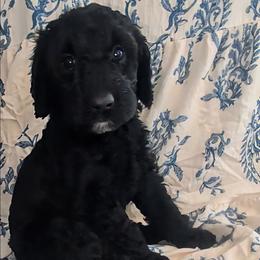Harry - Black male Sheepadoodle puppy in Austin, Texas from Darling Doodles
