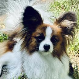 Papillons from Barque
