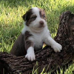 Labrador Retrievers and Miniature Australian Shepherds from Rock Ridge Farms