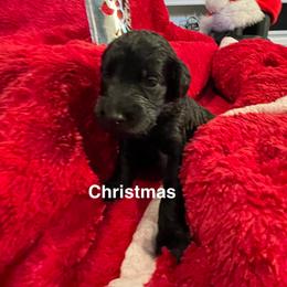 Christmas - Black female Goldendoodle puppy in St Johns, Florida from Nini's Poodles and Doodles of St. Johns Co.