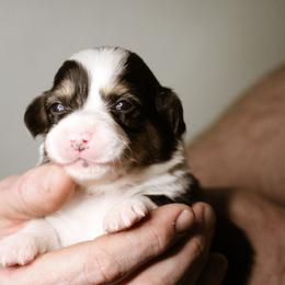 Sarah - Black and tan female Pembroke Welsh Corgi puppy in South Otselic, New York from Ridge Top Corgis