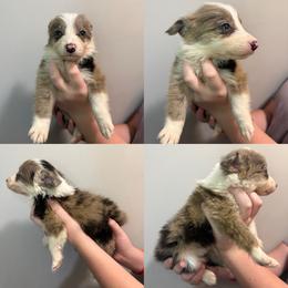 Girl 4 - Sable merle female Border Collie puppy in Asheboro, North Carolina from Coble Kennels