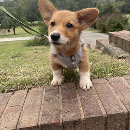 Durant - Sable male Pembroke Welsh Corgi puppy in Apison, Tennessee from Ashmore Corgis