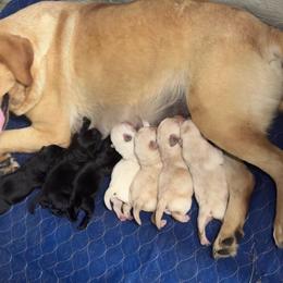 Labrador Retriever puppies from Timberland Creek Labradors